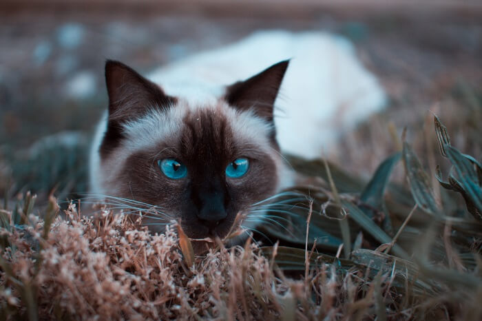 Balinese Cats, The Cat 24