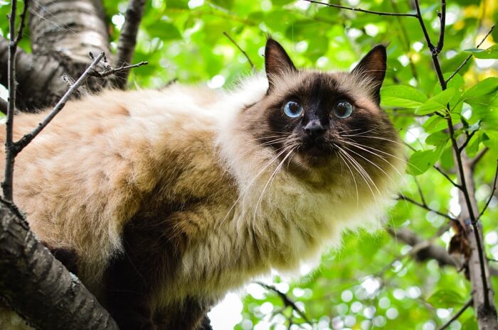 Balinese Cat Breed Size, Appearance & Personality
