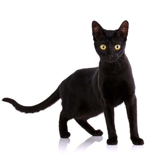 Black Serengeti Cat, The Cat 24