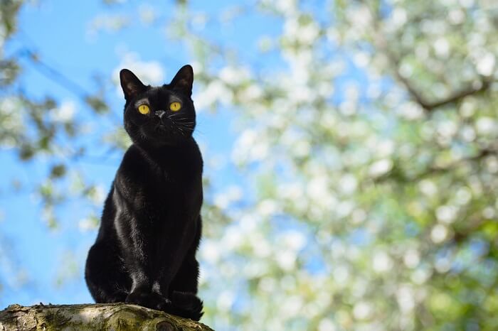 About the Bombay Cat