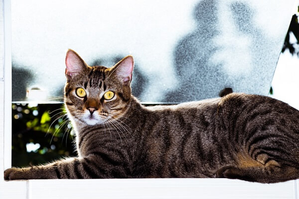 Brazilian Shorthair Catss, The Cat 24