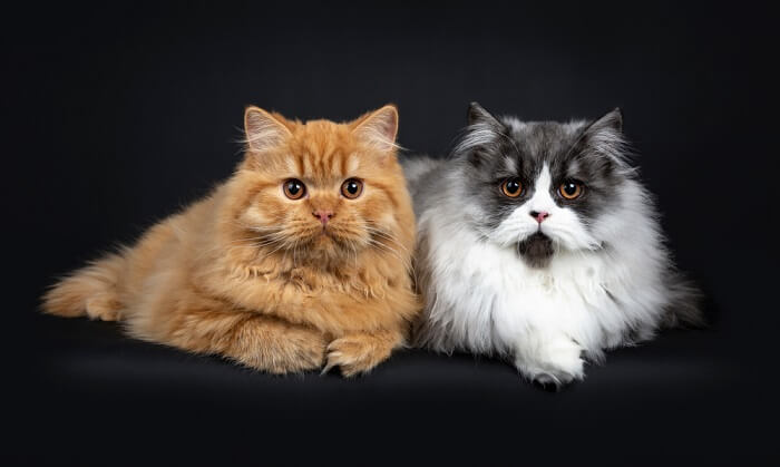 British Longhair Catss, The Cat 24