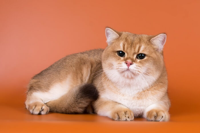 British Shorthair Cats, The Cat 24