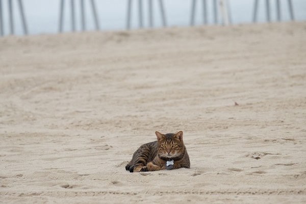 About the California Spangled Cat Cat