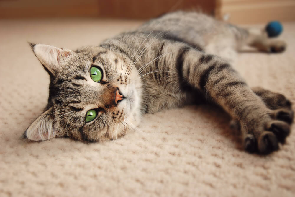 Gato atigrado marrón acostado sobre una alfombra