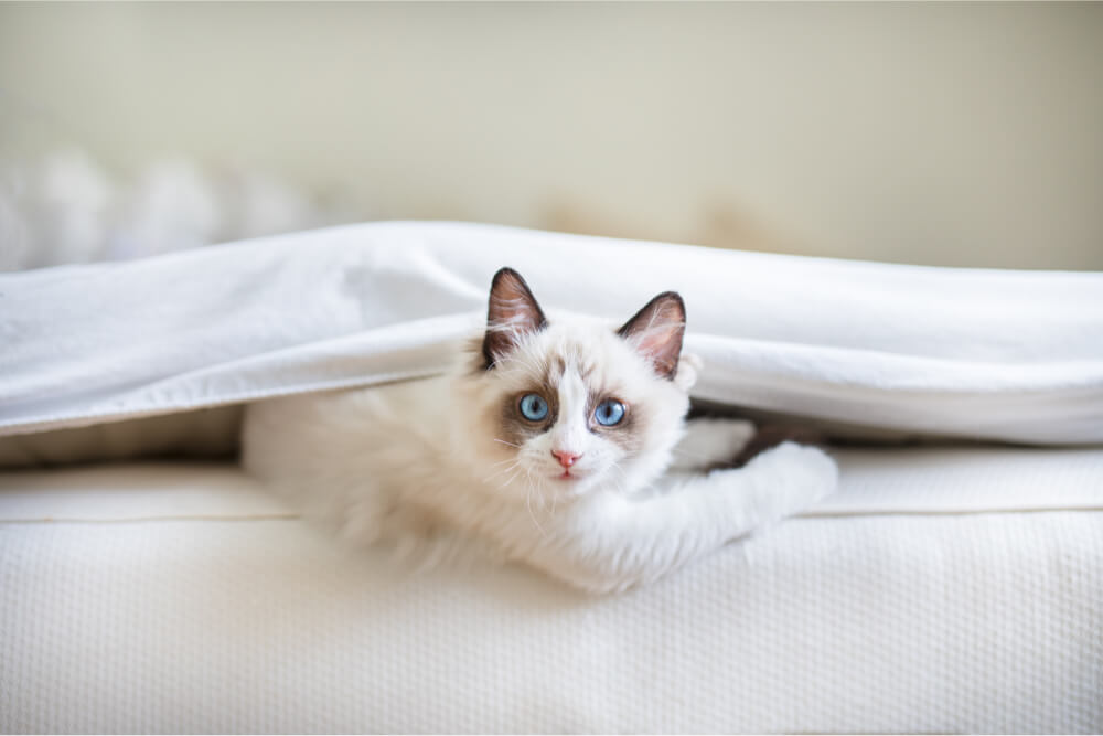 Kitten on bed 