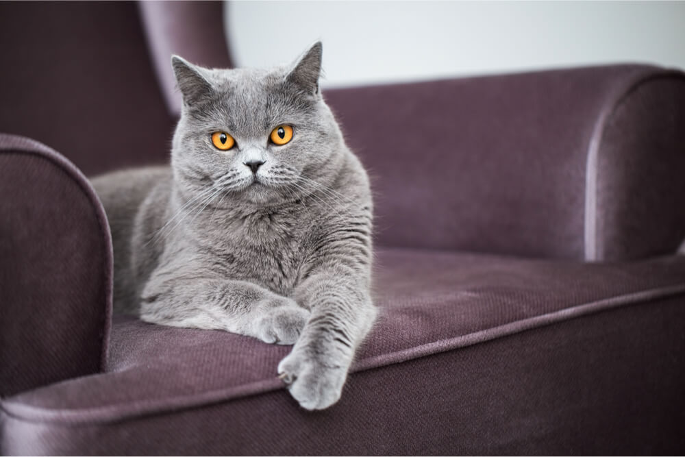 Gray British Shorthair cat lying on chair