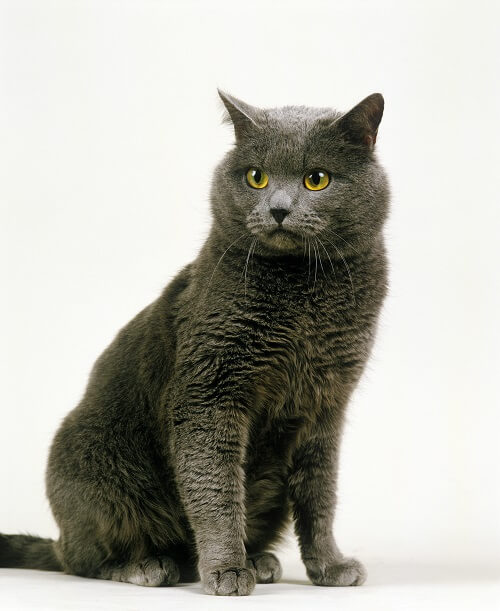 Chartreux, The Cat 24