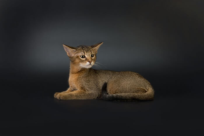 About the Chausie Cat