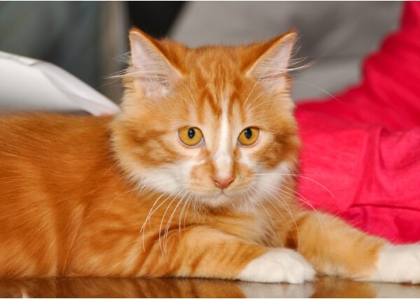 Cymric Cat Breed Size, Appearance & Personality