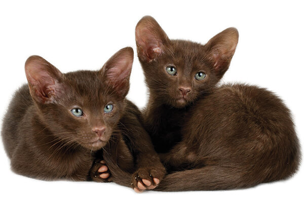 Havana Brown Kittens, The Cat 24