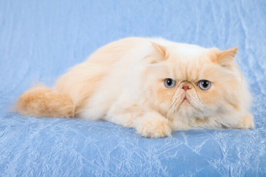 Himalayan colorpoint cat