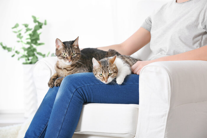 What to do if your cats are fighting