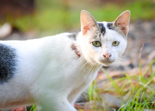 About the Javanese Cat