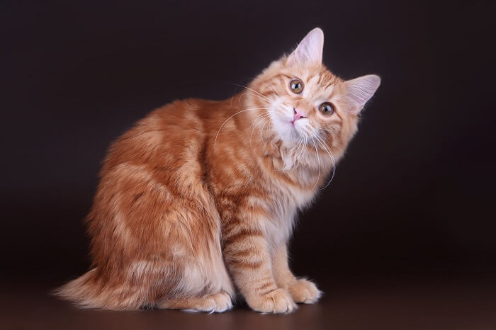Kurilian Bobtail Cat, The Cat 24