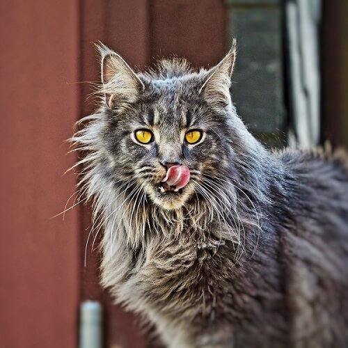Maine Coon, The Cat 24