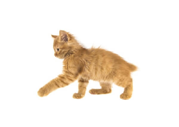 Manx Cat Breed: Size, Appearance & Personality