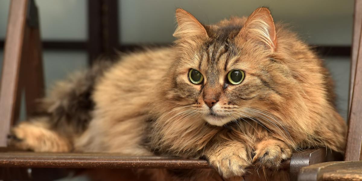 Norwegian Forest Cat Breed: Size, Appearance & Personality