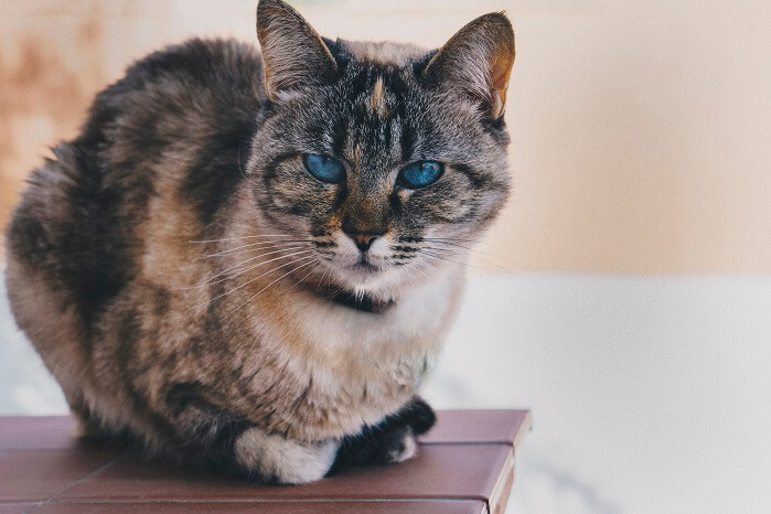 Ojos Azules Cats, The Cat 24