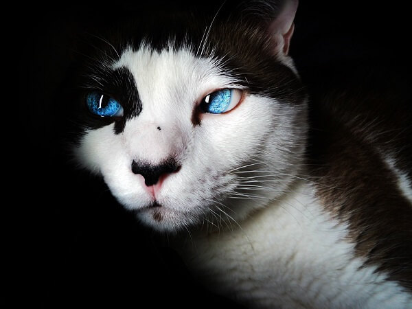 Ojos Azules Cool, The Cat 24
