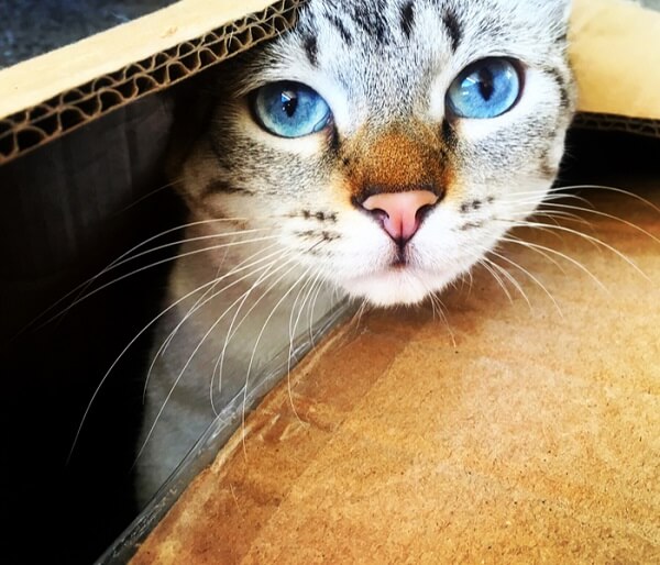 Ojos Azules Cute, The Cat 24