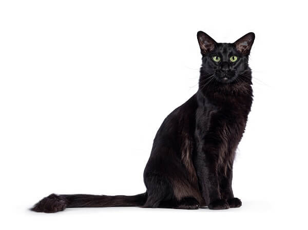 Oriental Longhair Cat, The Cat 24