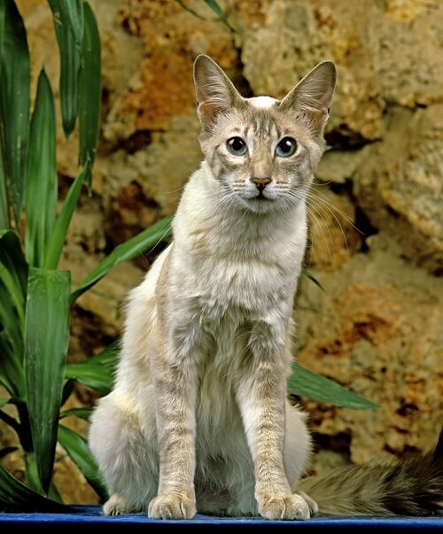 Oriental Longhair, The Cat 24