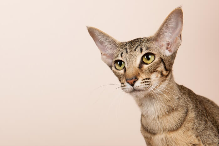 About the Oriental Shorthair Cat