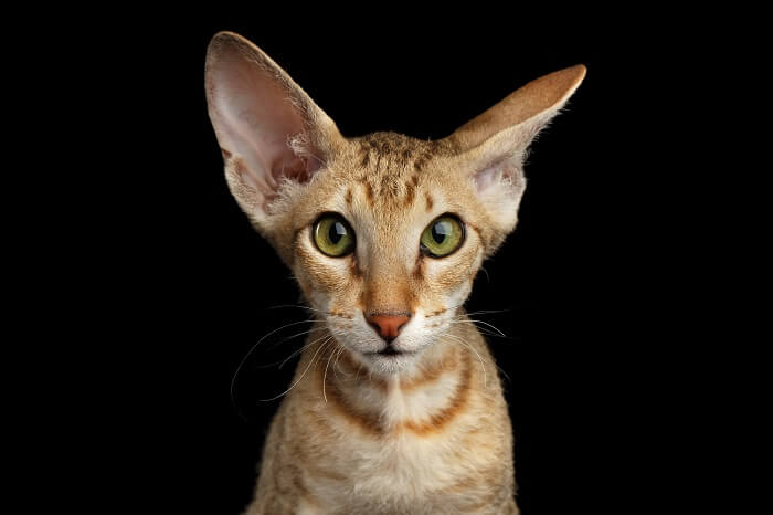 About the Peterbald Cat