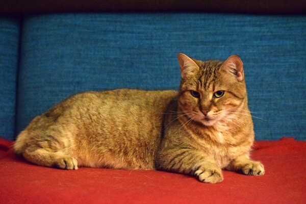 Pixie Bob Cat, The Cat 24