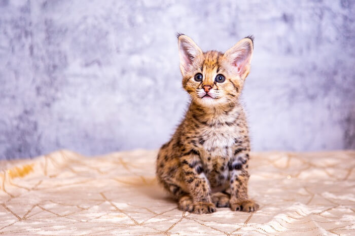 Savannah Kitten, The Cat 24