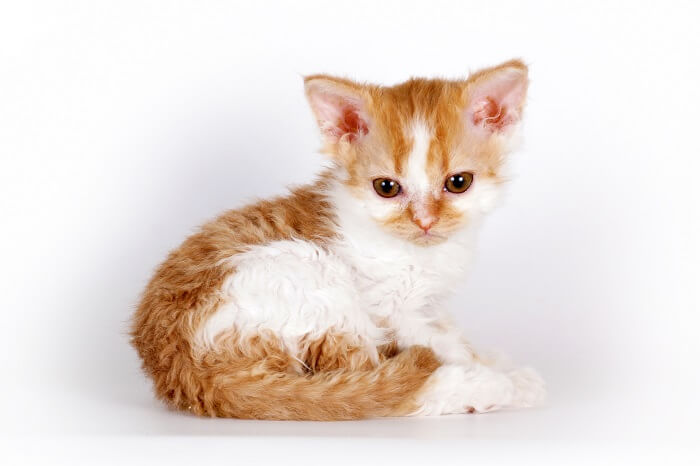 About the Selkirk Rex Cat