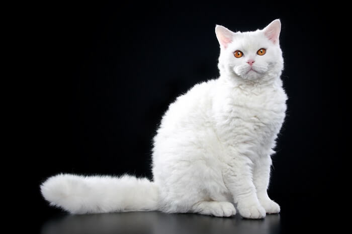About the Selkirk Rex Cat