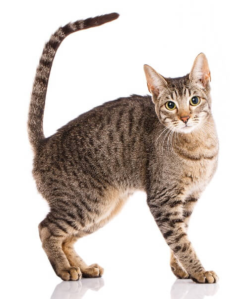 Serengeti Cat, The Cat 24