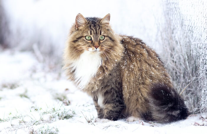 Siberian Cats, The Cat 24