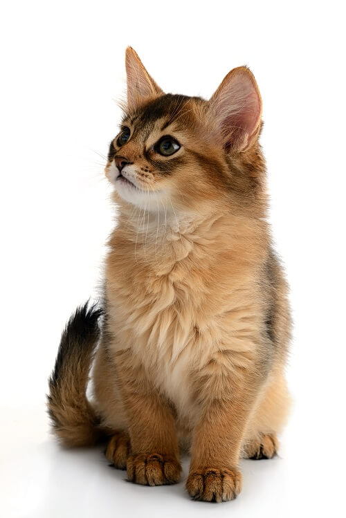 Somali Kitten, The Cat 24