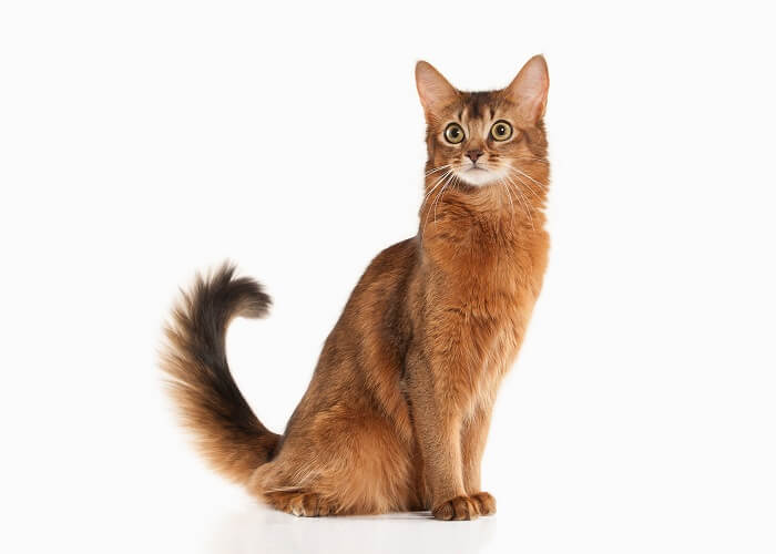 Somali Cat Breed: Size, Appearance & Personality