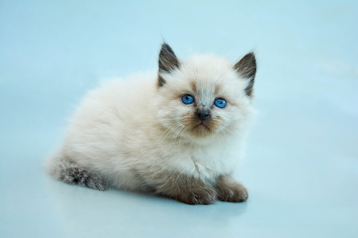 The Balinese Cat 1, The Cat 24