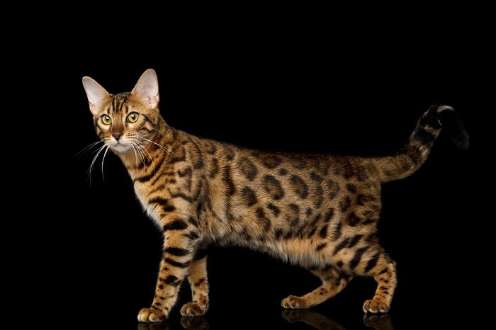 The Bengal, The Cat 24