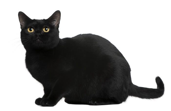 About the Bombay Cat