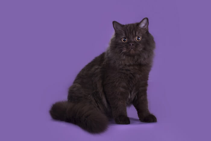 The British Longhair Cat, The Cat 24