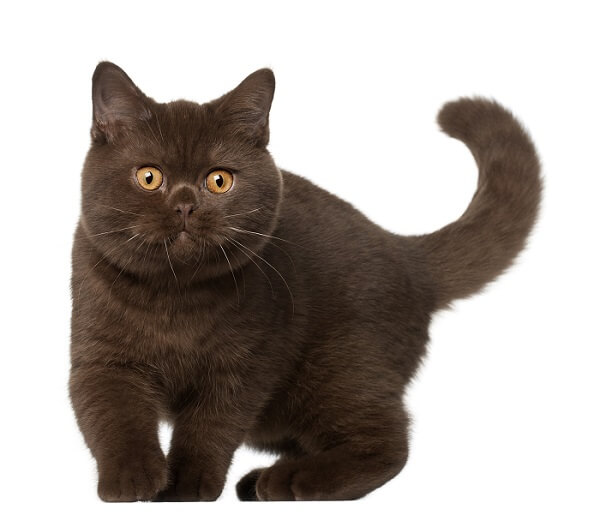 The British Shorthair Cat, The Cat 24