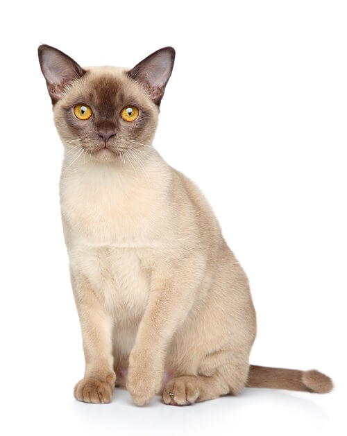 The Burmese Cat, The Cat 24