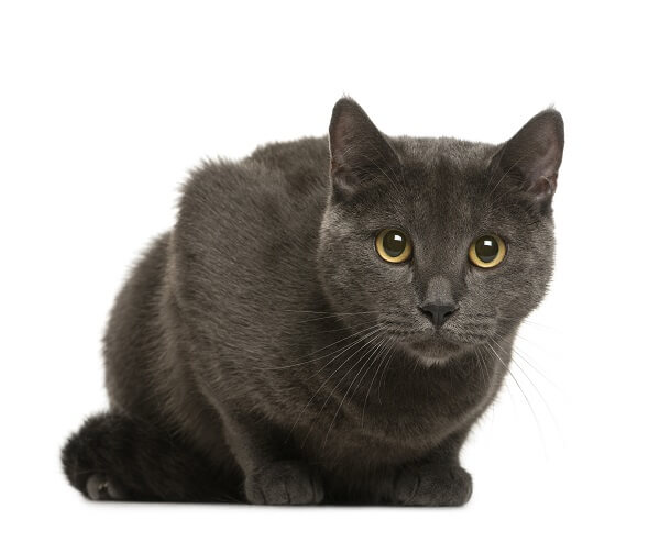 About the Chartreux Cat