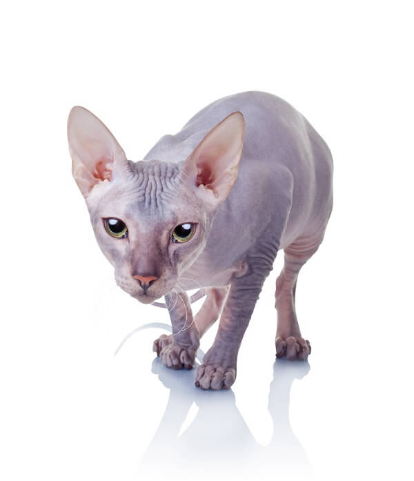 Donskoy or Don Sphynx - Information, Health, Pictures 