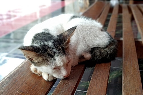 The Javanese Cat, The Cat 24