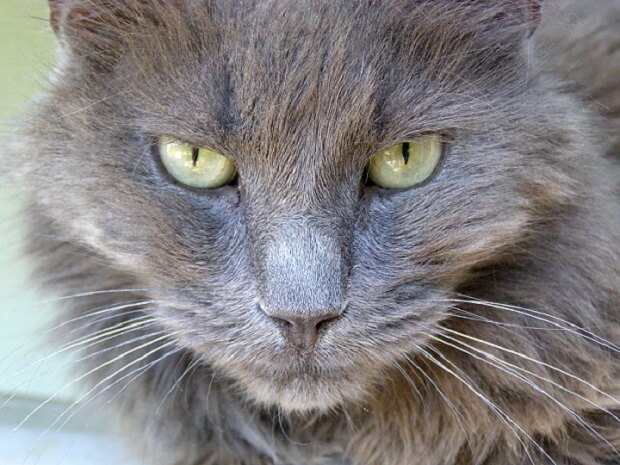 About the Nebelung Cat