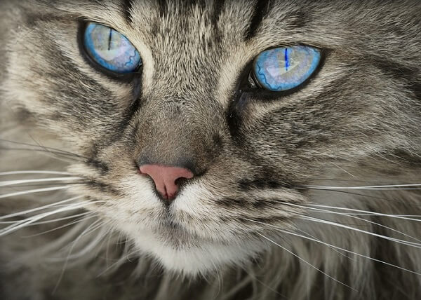 About the Ojos Azules Cat