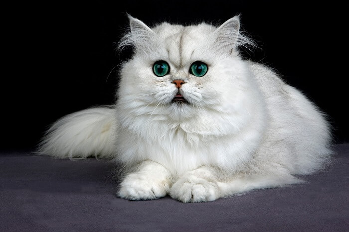 Persian Cat Breed Size, Appearance & Personality