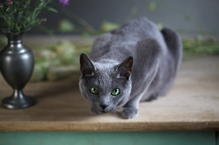 The Russian Blue, The Cat 24